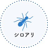 シロアリ