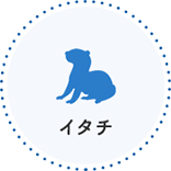 イタチ