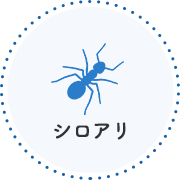 シロアリ