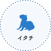 イタチ